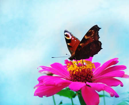 Butterfly on pink zinnia flower on blue sky background