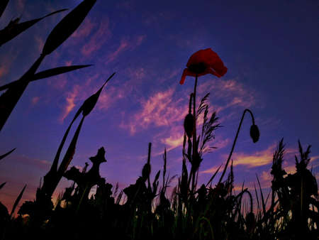 Silhouette of poppies in the field at sunset.の写真素材