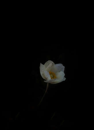 White Poppy Flower in Full Bloom isolated on Black Background, Macroの写真素材