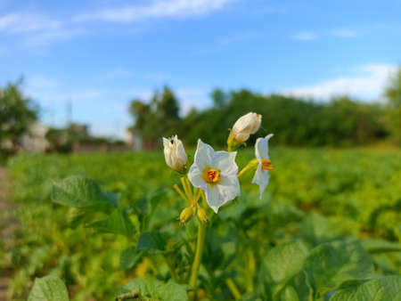 White flowers of potatoes in the field on a background of blue skyの写真素材