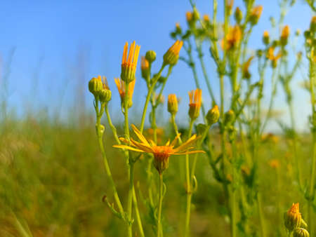 Jacobaea vulgaris, Senecio jacobaea. Ragwort, common ragwort, stinking willie, tansy ragwort,...