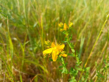 Beautiful yellow flower of St. John's wort (Hypericum perforatum)
