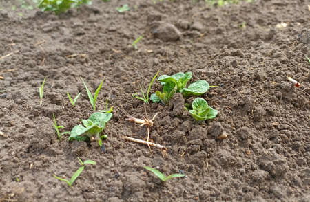 Planting sprouts of cabbage in the garden in early spring.