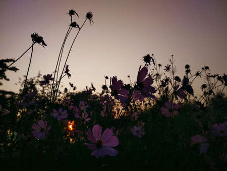 Cosmos flowers in the field at sunset. Beautiful natural background.の写真素材
