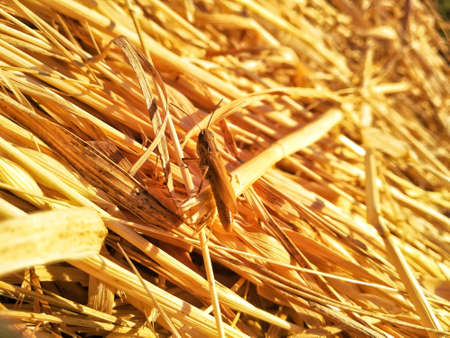 Close up of a straw bale after harvest. Selective focus.の写真素材