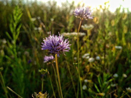 Purple flower on a meadow in the rays of the setting sunの写真素材