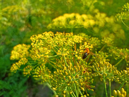 A bee collects nectar from a dill flower in the garden