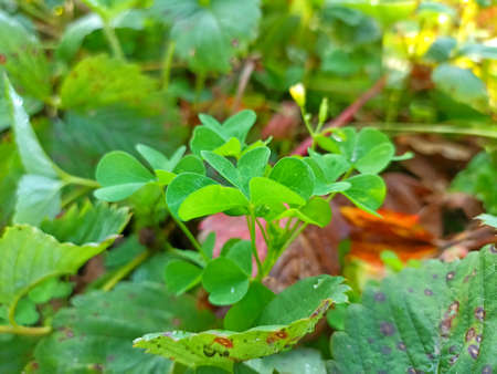 Green leaves in the garden. Selective focus.の写真素材