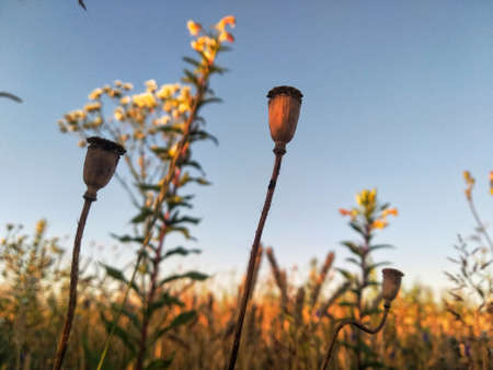 Close-up of dry poppy heads growing in a field at sunset