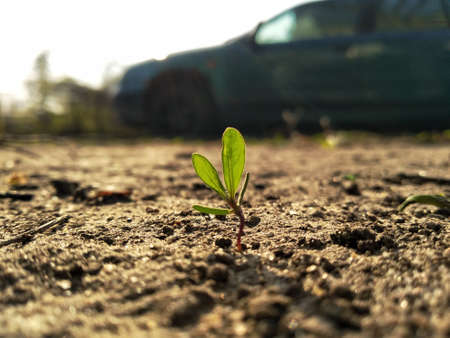 Green sprout growing out of the soil on the background of the carの写真素材