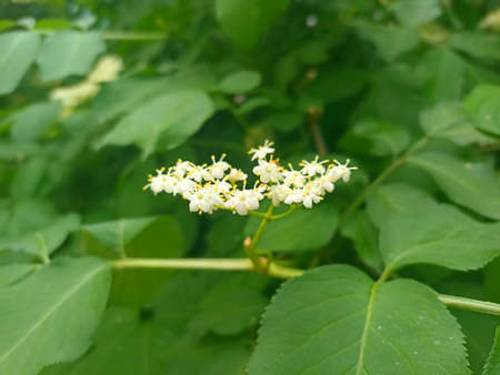 White flowers of elderberry on a background of green leaves in the garden.