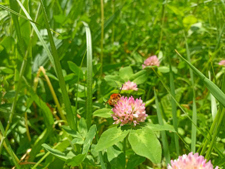 A ladybug on a pink clover flower in a meadow