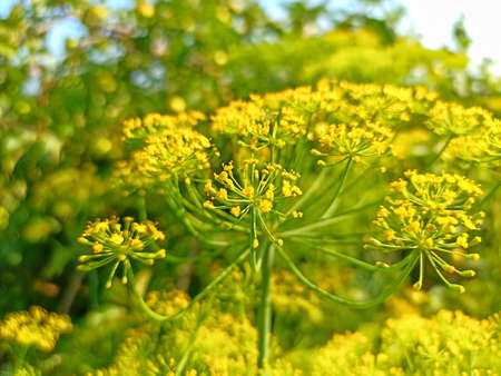 Close-up of dill flowers on a background of green leaves