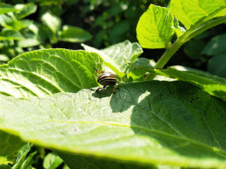 Colorado potato beetle, Leptinotarsa decemlineata, on a green leaf.