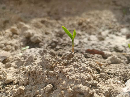 Young green seedling growing on soil outdoors, closeup. Space for textの写真素材