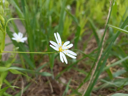 Rabelera holostea, known as greater stitchwort, greater starwort, and addersmeat, is a perennial...