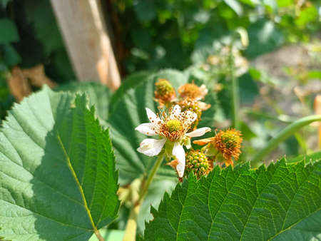 Blackberry (Rubus vernalis) flowers in the garden
