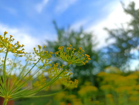 Close up of dill flowers in the garden. Selective focus.の写真素材