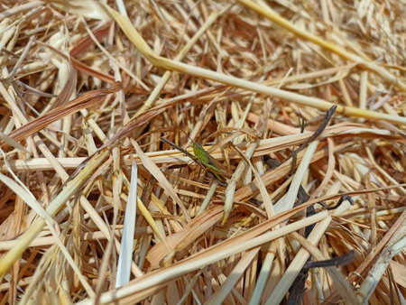 Grasshopper on dry grass. Grasshopper on dry grass.