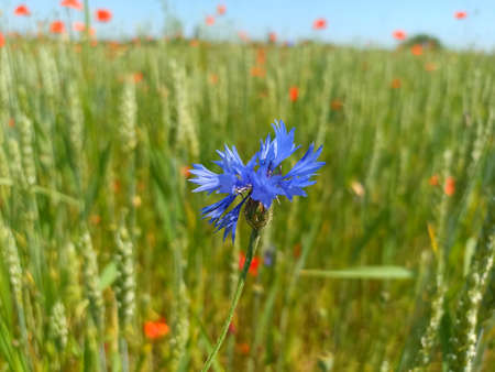 Blue cornflowers in the field. Centaurea cyanus
