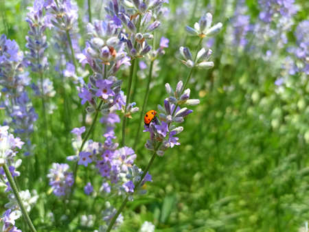 Lavender flowers and ladybug in the garden. Blooming lavender.