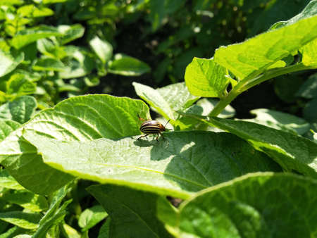 Colorado potato beetle (Leptinotarsa decemlineata) on potato leaves