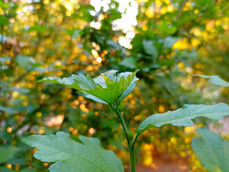 Close-up of green leaves on a blurred background. Natural background.