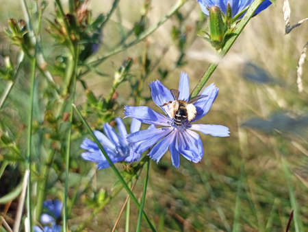 Blue flower of chicory and bee on a green meadow.