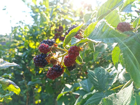 Blackberries ripen on a bush in the garden on a sunny day.