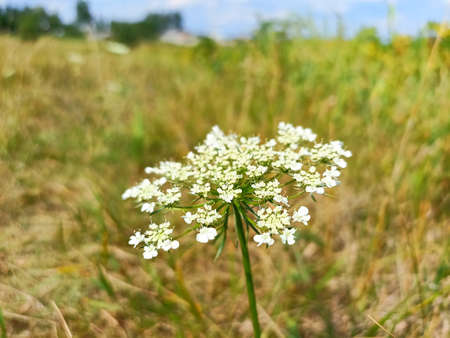 A closeup shot of a white wild carrot flower in the field
