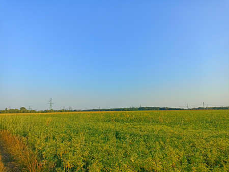 Agricultural landscape with a field of sunflowers and blue sky