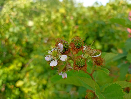 Blackberry (Rubus rubrum) is a species of flowering plant in the Rubus family.