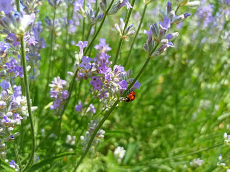 Lavender flowers and ladybug in the garden, closeup