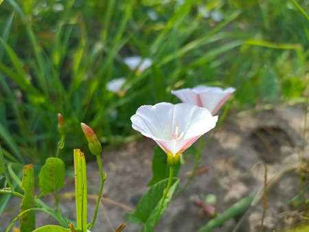 Ipomoea pes-caprae, is a species of flowering plant in the family Convolvulaceae.