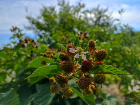 Ripe blackberries growing in the garden. Selective focus.