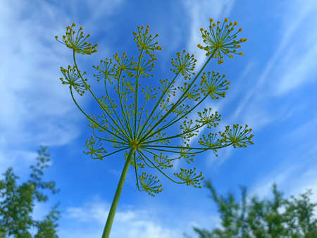 Close up of dill flower on a background of blue sky.の写真素材