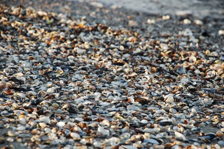 A lot of little colored shells on the sea shoreの写真素材
