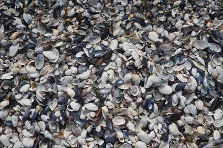 A lot of little colored shells on the sea shore