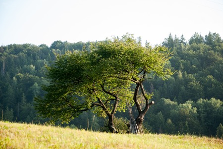 Lonely tree in the meadow on a background of forested mountainsの写真素材
