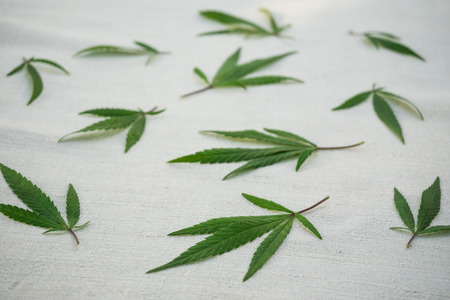 Leaves of cannabis on canvas. Hemp products. Agricultural technical cultureの写真素材