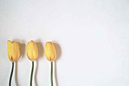 Three yellow tulips on a white backgroundの写真素材