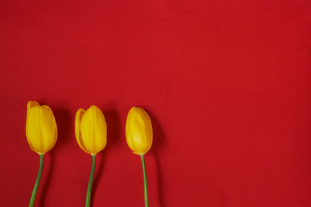Three yellow tulips on red background. Top viewの写真素材