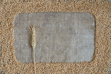 Wheat grain in the form of a frame on burlap. In the frame is a wheat earの写真素材