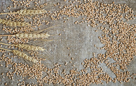 Wheat grains and ears are scattered on a sackcloth