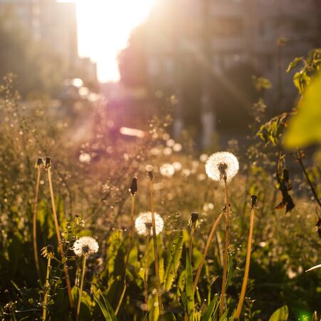 Dandelions against the background of a cityscapeの写真素材