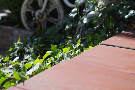 Green ivy on stone step against the background of the old bicycleの写真素材