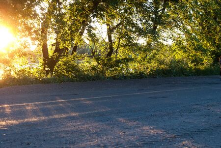 Sun rays on the forest road