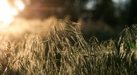 Sun rays in the morning in the forestの写真素材