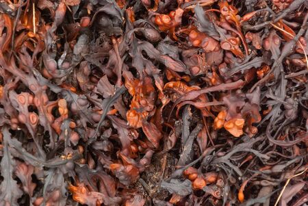 Fucus vesiculosus is a genus of brown algae found on the rocky seashores worldwide. Used in medicine...