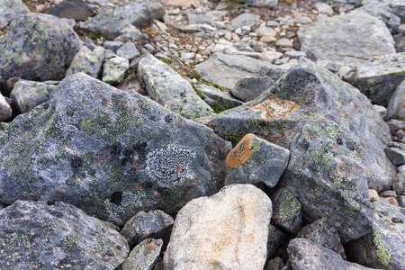 Moss and lichens on stones in Jotunheimen National Park, Norwayの写真素材